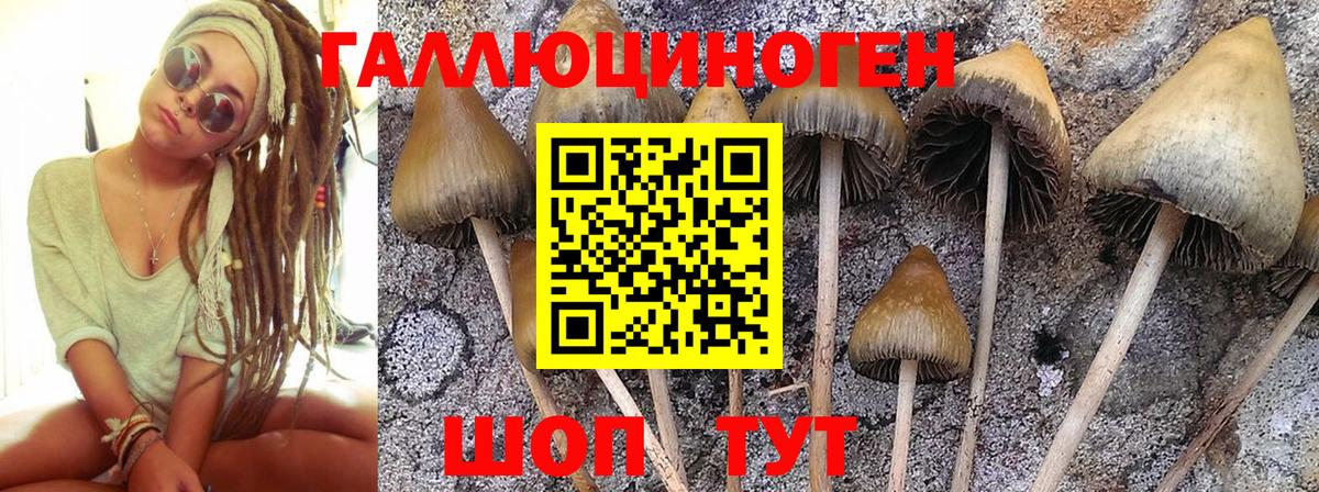 Псилоцибиновые грибы Cubensis Белебей